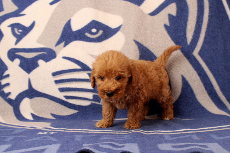 puppy, for, sale, Mini Goldendoodle F2B, Matthew B. Stoltzfus, dog, breeder, Gap, PA, dog-breeder, puppy-for-sale, forsale, nearby, find, puppyfind, locator, puppylocator, aca